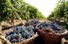 Сбор винограда Франция