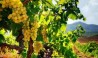 Южный берег Франции сбор виногрда