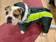 Комбинизоны и жилеты для собак