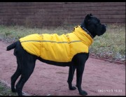 Теплые жилеты для собак. Доставка в любую страну