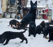 Щенки немецкой овчарки