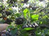 саженцы черноплодной рябины (аронии)