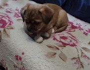 Отдам щенков