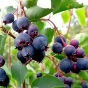 саженцы ирги