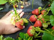 саженцы клубники