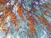 саженцы самоплодной облепихи