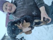 Продам щенка ротвейлера