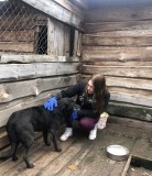 Выгул собак