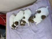 Продаются щенки Джек—Рассел-терьер