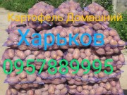 Картофель Домашний Харьков 1.10.