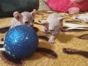 Канадский сфинкс эльф