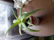 Вазони, кімнатні рог