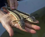 Малек русского осетра